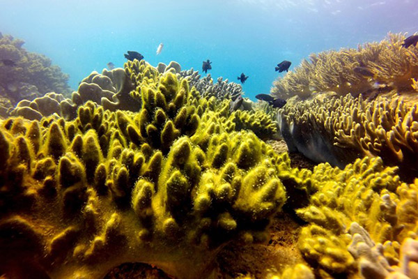 Hình ảnh cho thuê xe du lịch ngắm san hô ở Bình Thuận